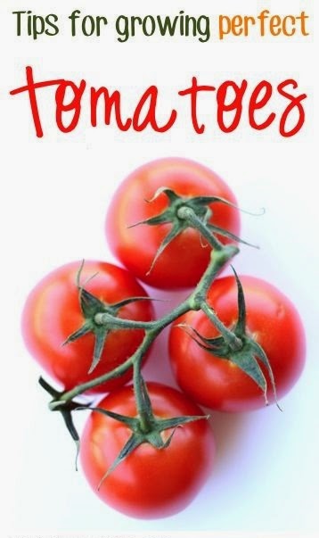 Tips for Growing Perfect Tomatoes