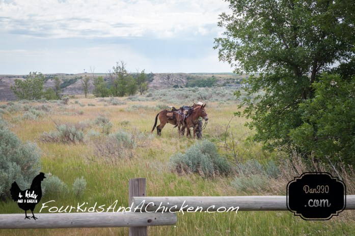 horse riding in Theodore Roosevelt National Park