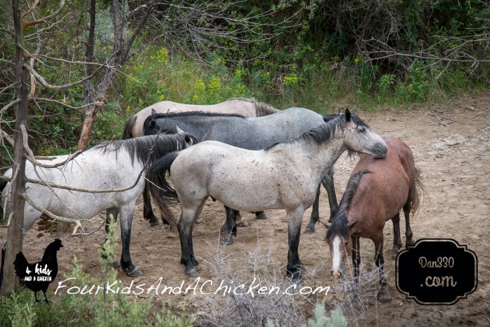wild horses in theodore roosevelt national park