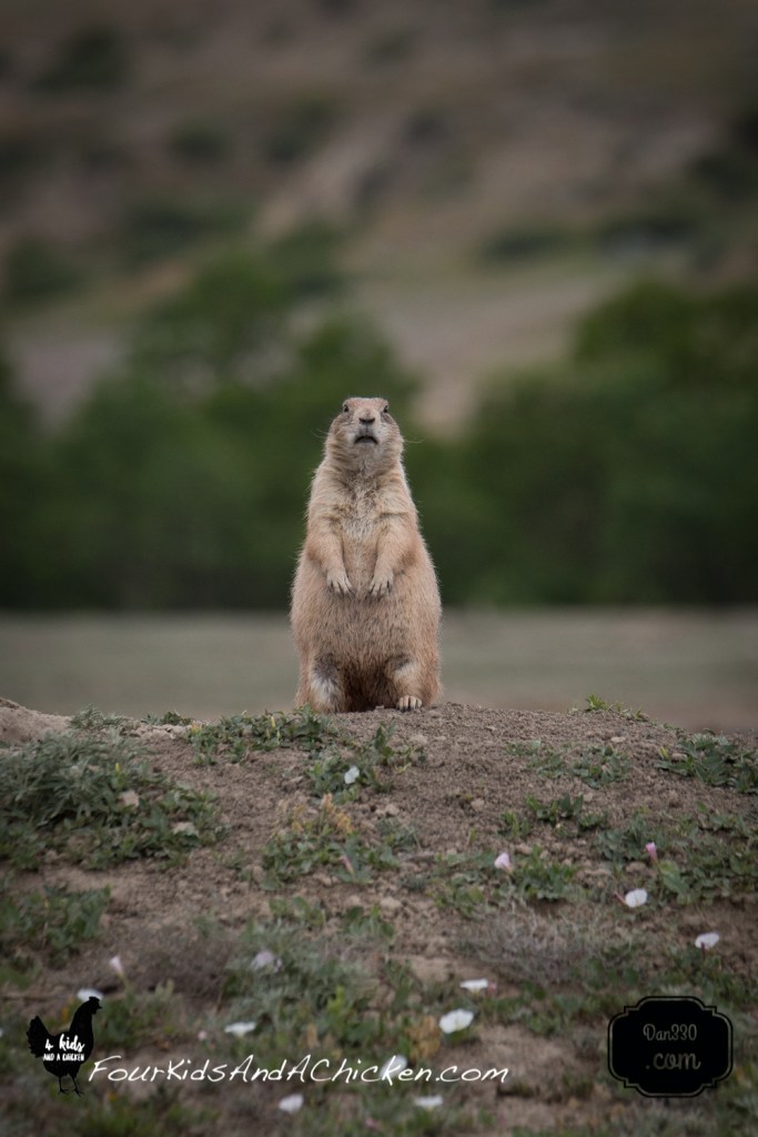 prairie dogs near dickinson