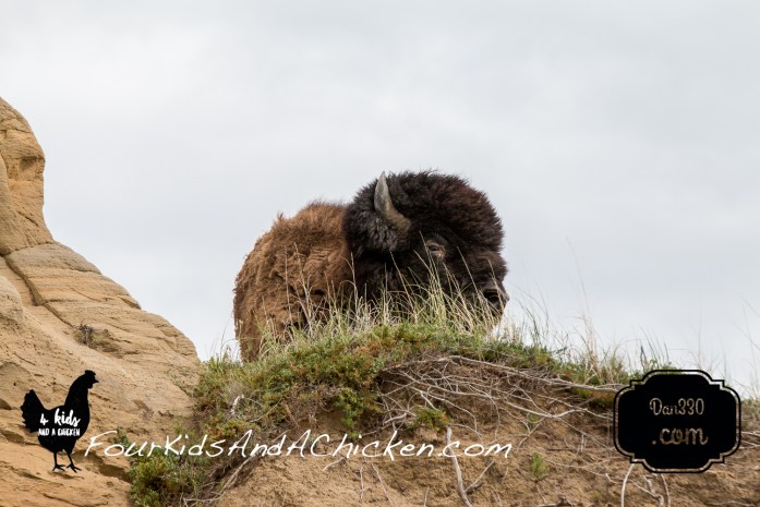 buffalo in theodore roosevelt national park