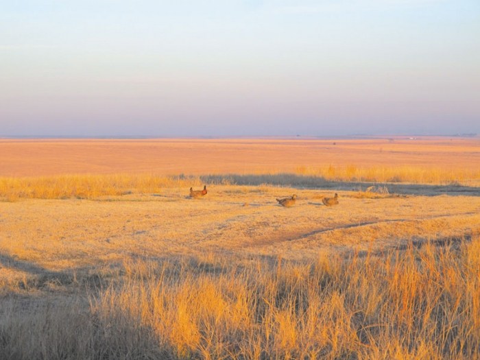 Three greater prairie chickens in the lek prepare to challenge each other during their mating dance to impress the female chickens. (Pamela O’Meara/Review)