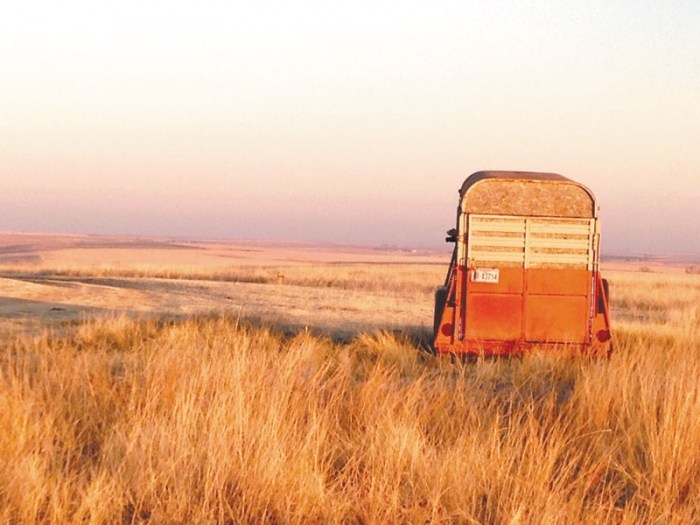 From the window of our blind, we could see an old horse trailer and the surrounding grasses glow in the early-morning sun next to the greater prairie chickens’ lek on Angus Garey’s ranch near McCook, Nebraska.