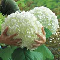 Tips for growing Hydrangea