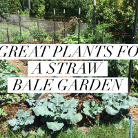 7 Great Plants for a Straw Bale Garden