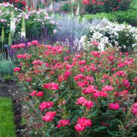 Add Interest To Your Garden With These Useful Tips.