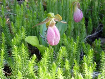 Ladyslipper in Minnesota