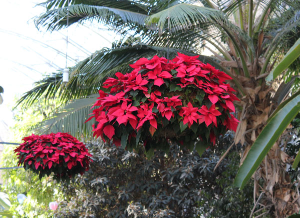 Poinsettia hanging display at US Botanic Garden