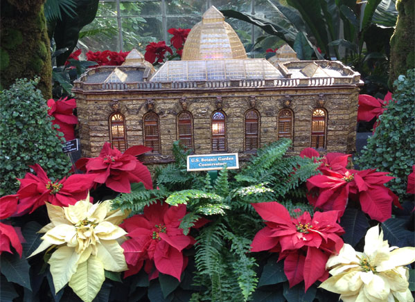Poinsettia display at the US Botanic Garden