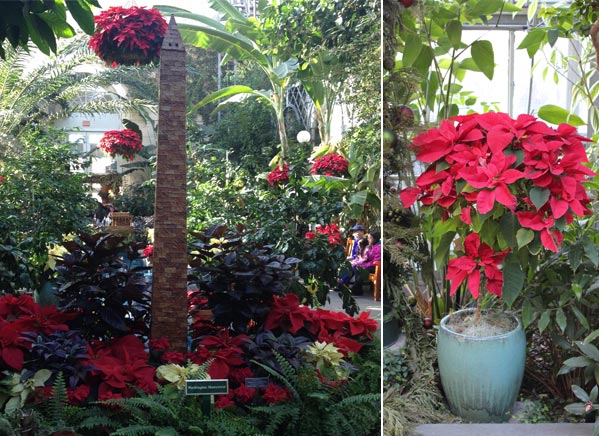 Variety of poinsettia displays at the US Botanic Garden