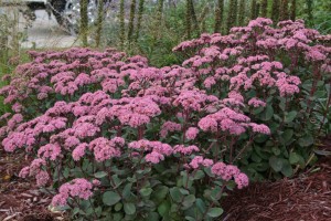Sedum Matrona