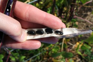 bean seeds in pod