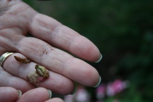 begonia seeds