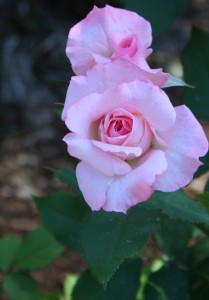 bridal pink
