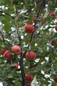 A small jar of apple cider vinegar drew more bees and produced a bumper crop.