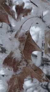 Oak leaves persist into winter, adding a russet color to frosty days. 