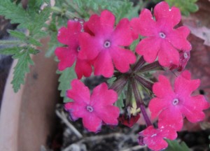 This photo was taken in November. It looks a little rough, but the verbena is still blooming. 