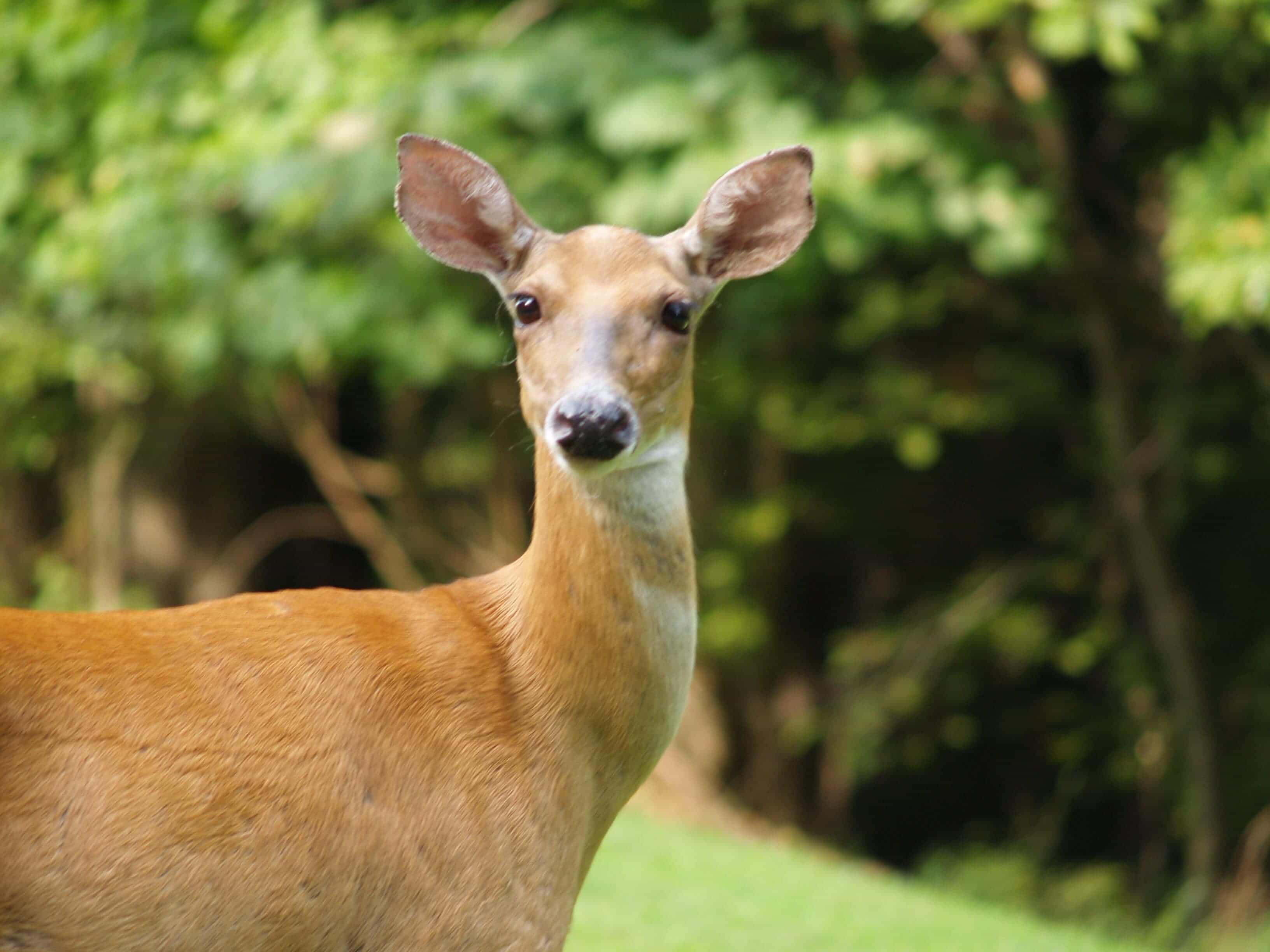 deer resistant plants