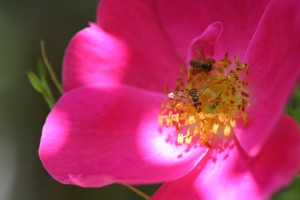Plant single flowers: Fewer petals equals more pollination. 
