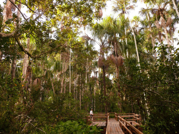 Amazon Jungle