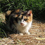 423871347_d4e4dc1857_q_stray-cat