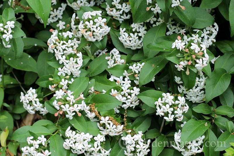 Abelia in Flower ~ gardenmatter.com