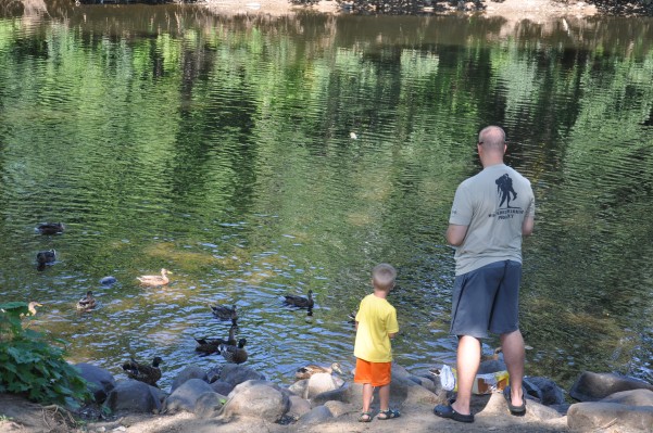 Anoka ducks