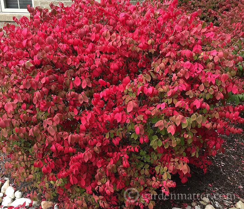 plants with fall color