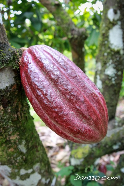 cocoa tree