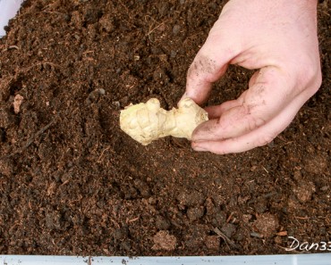 planting ginger