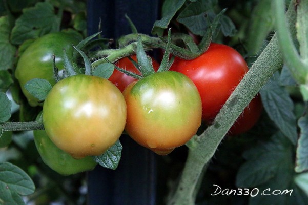 straw bale garden tomato