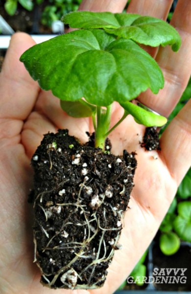 geranium-seedling